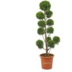 Arbre Leylandii Castlewellan Gold de Kentis - 140-160cm Pot ø30cm - Publicité Arbre Leylandii Castlewellan Gold de Kentis - 140-160cm Pot ø30cm - Publicité