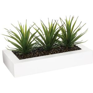 WELLHOME Aloe Vera - Dekoracyjny środek z 3 roślinami - Wewnętrzny/Zewnętrzny WELLHOME Aloe Vera - Dekoracyjny środek z 3 roślinami - Wewnętrzny/Zewnętrzny