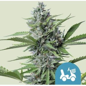 Royal Queen Seeds Semillas Fast Eddy Auto - Alto CBD Autofloreciente Royal Queen Seeds Semillas Fast Eddy Auto - Alto CBD Autofloreciente