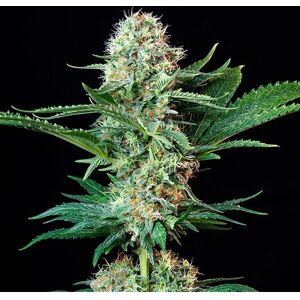 Royal Queen Seeds Royal Cookies Feminized - Seeds Royal Queen Seeds Royal Cookies Feminized - Seeds