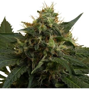 Royal Queen Seeds Ice Feminizadas - Semillas de Cannabis Royal Queen Seeds Ice Feminizadas - Semillas de Cannabis