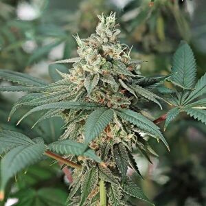 Royal Queen Seeds Fat Banana - Feminized Cannabis Seeds Royal Queen Seeds Fat Banana - Feminized Cannabis Seeds