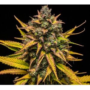 Royal Queen Seeds Purple Queen Auto - Semillas de Cannabis - 3 Semillas Royal Queen Seeds Purple Queen Auto - Semillas de Cannabis - 3 Semillas