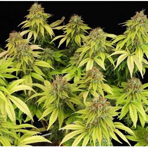 Royal Queen Seeds Wedding Crasher Feminized - Seed Royal Queen Seeds Wedding Crasher Feminized - Seed