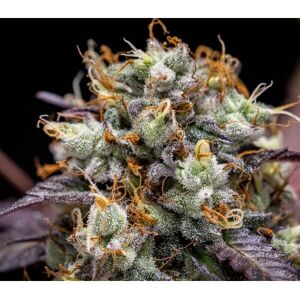 Royal Queen Seeds North Thunderfuck Autofloreciente - Semillas Royal Queen Seeds North Thunderfuck Autofloreciente - Semillas