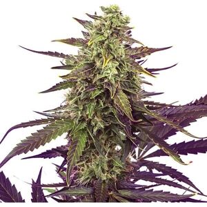 Royal Queen Seeds Feminized Cereal Milk - Cannabis Seeds Royal Queen Seeds Feminized Cereal Milk - Cannabis Seeds