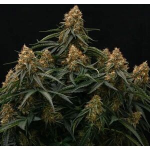 Royal Queen Seeds Gaia F1 Auto - Hybrid Cannabis Seeds Royal Queen Seeds Gaia F1 Auto - Hybrid Cannabis Seeds
