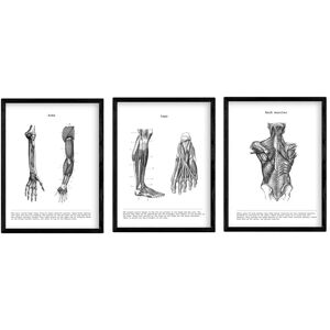 Nacnic Ensemble de 3 Affiches d'Anatomie - A4 - Biologie - Publicité Nacnic Ensemble de 3 Affiches d'Anatomie - A4 - Biologie - Publicité