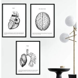 NACNIC Conjunto de 3 Cartazes - Anatomia - Biologia & Medicina NACNIC Conjunto de 3 Cartazes - Anatomia - Biologia & Medicina
