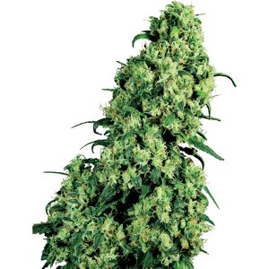 Sensi Seeds Skunk #1 Feminized Cannabis Seeds - 10 pcs Sensi Seeds Skunk #1 Feminized Cannabis Seeds - 10 pcs