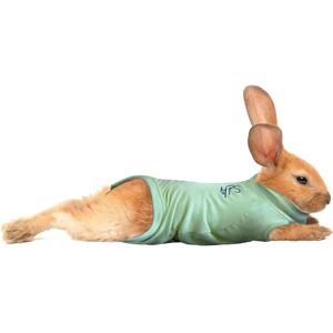 MPS Chemise Médicale pour Animaux Lapin Vert XPetit - Chemise pour Animaux - Publicité MPS Chemise Médicale pour Animaux Lapin Vert XPetit - Chemise pour Animaux - Publicité