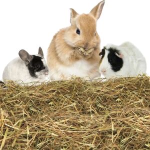 Nobleza 2,5kg Foin pour Petits Animaux - Foin pour Petits Animaux - Publicité Nobleza 2,5kg Foin pour Petits Animaux - Foin pour Petits Animaux - Publicité