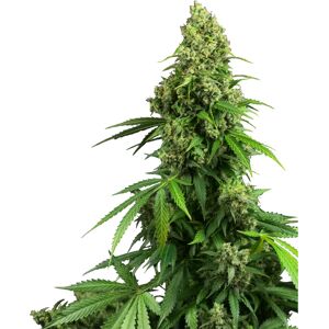 Sensi Seeds Honey Melon Kush Autoflowering - Semillas de Cannabis Sensi Seeds Honey Melon Kush Autoflowering - Semillas de Cannabis