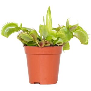 Herbie B V Parent Plante Carnivore - Dionaea muscipula - Facile d'entretien - Pot 6cm - Publicité Herbie B V Parent Plante Carnivore - Dionaea muscipula - Facile d'entretien - Pot 6cm - Publicité