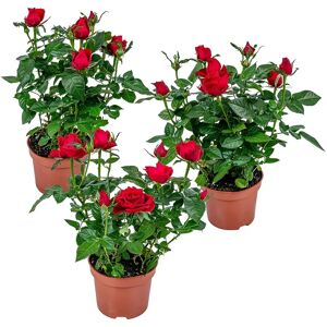 Herbie B V Parent Lot de 3 Roses en Pot - Plusieurs Couleurs - Publicité Herbie B V Parent Lot de 3 Roses en Pot - Plusieurs Couleurs - Publicité