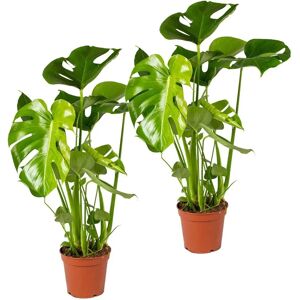 Herbie B V Parent Monstera Deliciosa Jaune - Plante d’intérieur - Publicité Herbie B V Parent Monstera Deliciosa Jaune - Plante d’intérieur - Publicité