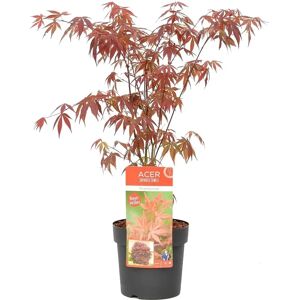 Herbie B V Érable Japonais - Rouge Automne, Vert, Violet - Pot 19cm - Arbuste à Croissance Lente - 55-65cm - Publicité Herbie B V Érable Japonais - Rouge Automne, Vert, Violet - Pot 19cm - Arbuste à Croissance Lente - 55-65cm - Publicité