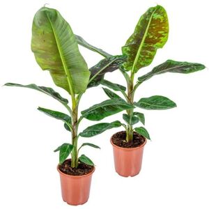 Herbie B V Parent Plante Dwarf Cavendish - Intérieur/Extérieur - Vert - Publicité Herbie B V Parent Plante Dwarf Cavendish - Intérieur/Extérieur - Vert - Publicité