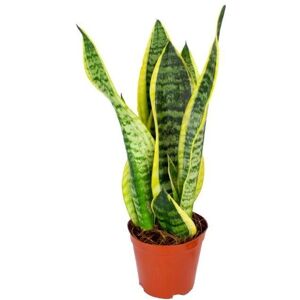 Bloomique Sansevieria trifasciata Futura Superba - plante d’intérieur - Publicité Bloomique Sansevieria trifasciata Futura Superba - plante d’intérieur - Publicité
