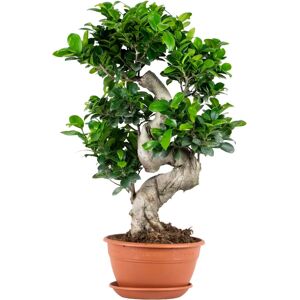 Bloomique Ficus microcarpa 'Ginseng' Bonsai - Vert - Publicité Bloomique Ficus microcarpa 'Ginseng' Bonsai - Vert - Publicité