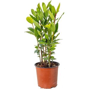 Groupon Laurier - Herbe parfumée persistante - 30-45cm - Publicité Groupon Laurier - Herbe parfumée persistante - 30-45cm - Publicité