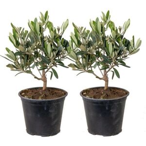 Bloomique - Olea europaea - Résistant à l'hiver - pot de 14 cm - Plante - Publicité Bloomique - Olea europaea - Résistant à l'hiver - pot de 14 cm - Plante - Publicité