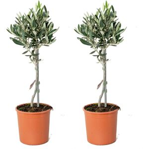 Olivier Bloomique - 40-50cm, Vert/Gris, Pot 14cm, Rustique - Publicité Olivier Bloomique - 40-50cm, Vert/Gris, Pot 14cm, Rustique - Publicité