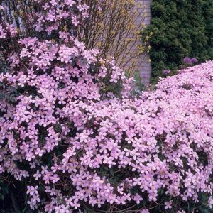 Bloomique Modèle Clematis - Rose, 60-70cm - Plante Grimpante - Publicité Bloomique Modèle Clematis - Rose, 60-70cm - Plante Grimpante - Publicité