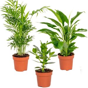 Herbie B V Parent - Ensemble de 3 plantes purifiantes pour chambre - Publicité Herbie B V Parent - Ensemble de 3 plantes purifiantes pour chambre - Publicité