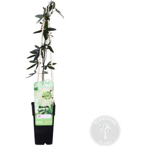 Bloomique Constance Elliot - Blanc - pot de 15 cm - 60-70 cm - Plante grimpante - Publicité Bloomique Constance Elliot - Blanc - pot de 15 cm - 60-70 cm - Plante grimpante - Publicité