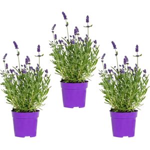 Lavande Ardèche Blue de Bloomique - Plante Rustique - 3-6 pièces - Publicité Lavande Ardèche Blue de Bloomique - Plante Rustique - 3-6 pièces - Publicité