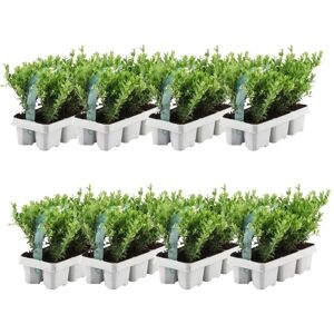 Frank - 48 Arbres à haie résistants au froid - 48 Plantes - Publicité Frank - 48 Arbres à haie résistants au froid - 48 Plantes - Publicité