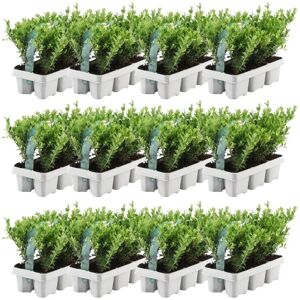 Plants by Frank - 72 plantes de houx résistantes - 72cm - Publicité Plants by Frank - 72 plantes de houx résistantes - 72cm - Publicité