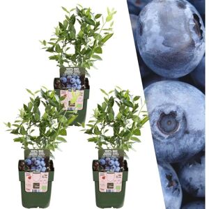 Plants de Myrtilles - 3 Variétés Biologiques - 20cm - Ø13cm - Jardin - Publicité Plants de Myrtilles - 3 Variétés Biologiques - 20cm - Ø13cm - Jardin - Publicité