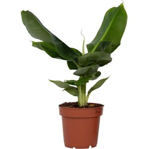 Plant in a Box Banane - Musa 'Nain Oriental' - Hauteur 25-40cm - Vert - Publicité Plant in a Box Banane - Musa 'Nain Oriental' - Hauteur 25-40cm - Vert - Publicité