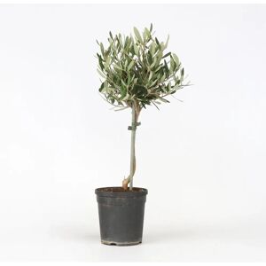 Oliveira Olea europaea - Vert - 45-55cm - Pot 14cm - Persistant - Méditerranéen - Résistant - Publicité Oliveira Olea europaea - Vert - 45-55cm - Pot 14cm - Persistant - Méditerranéen - Résistant - Publicité