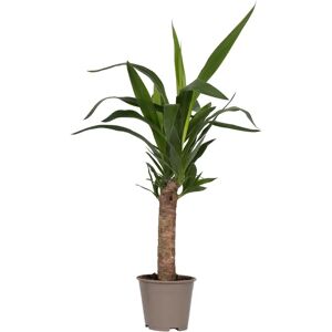 Plant in a Box Yucca elephantipes - Vert - Plante d'intérieur - Publicité Plant in a Box Yucca elephantipes - Vert - Plante d'intérieur - Publicité