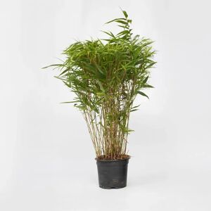 Plant in a Box Fargesia Gansu - Bambou persistant pour haie - 50-70cm - Publicité Plant in a Box Fargesia Gansu - Bambou persistant pour haie - 50-70cm - Publicité