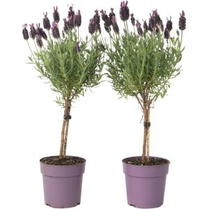 Plant in a Box Lavandula stoechas 'Anouk' - Violet - 30-40cm - 12cm - Publicité Plant in a Box Lavandula stoechas 'Anouk' - Violet - 30-40cm - 12cm - Publicité