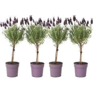 Plant in a Box Lavande - Lavandula stoechas 'Anouk' - Violet - Plante - Publicité Plant in a Box Lavande - Lavandula stoechas 'Anouk' - Violet - Plante - Publicité