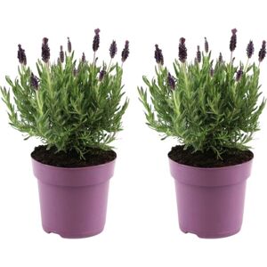 Plant in a Box Buisson de lavande - 2 pcs. - Lavandula stoechas 'Anouk' - Hauteur 25-35cm - 15cm Violet - Plante de lavande - Publicité Plant in a Box Buisson de lavande - 2 pcs. - Lavandula stoechas 'Anouk' - Hauteur 25-35cm - 15cm Violet - Plante de lavande - Publicité