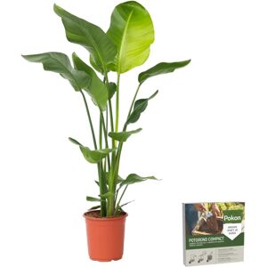 Plant in a Box Strelitzia Nicolai - Vert - 90-110cm - Plante - Publicité Plant in a Box Strelitzia Nicolai - Vert - 90-110cm - Plante - Publicité