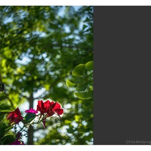 Samyang AF 35mm F2.8 FE - Camera Lens Samyang AF 35mm F2.8 FE - Camera Lens