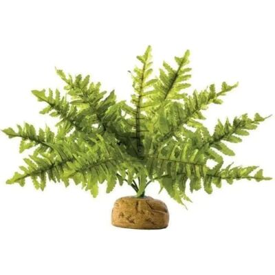 Exo Terra Boston Farne Terrarium-Pflanze, Klein Exo Terra Boston Farne Terrarium-Pflanze, Klein