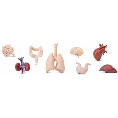 Safari Ltd Organes Humains Toob - Figures d'Anatomie Éducatives - Publicité Safari Ltd Organes Humains Toob - Figures d'Anatomie Éducatives - Publicité