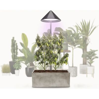 Pflanzen-Kölle - Canna Sunlite - 150W LED plant lamp Pflanzen-Kölle - Canna Sunlite - 150W LED plant lamp