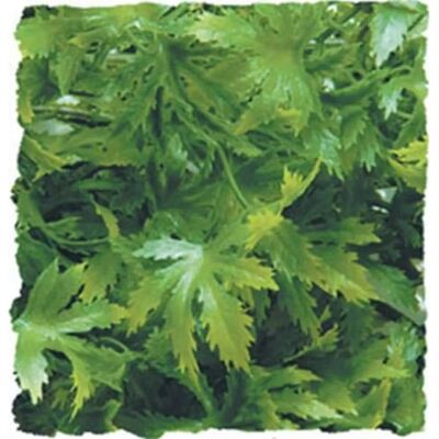 Piante Artificiali Zoo Med - Decorazione Rettili 100g Piante Artificiali Zoo Med - Decorazione Rettili 100g