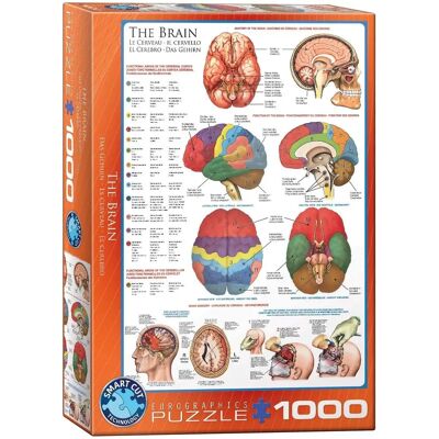 Eurographics Brein Puzzel 1000 Stukjes - Educatief Eurographics Brein Puzzel 1000 Stukjes - Educatief