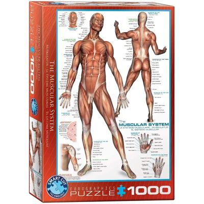 Eurographics Muskelsystem Puzzle - 1000 Teile Eurographics Muskelsystem Puzzle - 1000 Teile