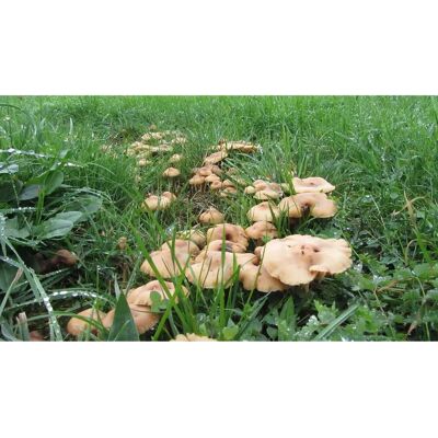 SemiSauvage Permaculture Mycélium de Mousserons des Près - Kit de culture champignons - Grow Mushroom Spores - Publicité SemiSauvage Permaculture Mycélium de Mousserons des Près - Kit de culture champignons - Grow Mushroom Spores - Publicité